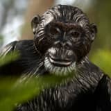 Dr. Jane Goodall Barbie Inspiring Women Doll