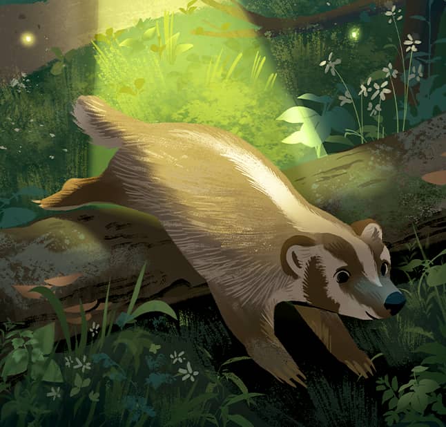 Badger jumping over a log