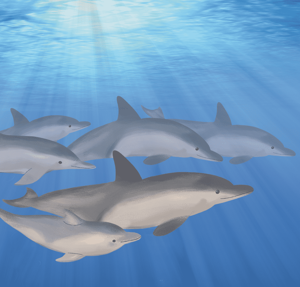 A pod of dolphins in the ocean