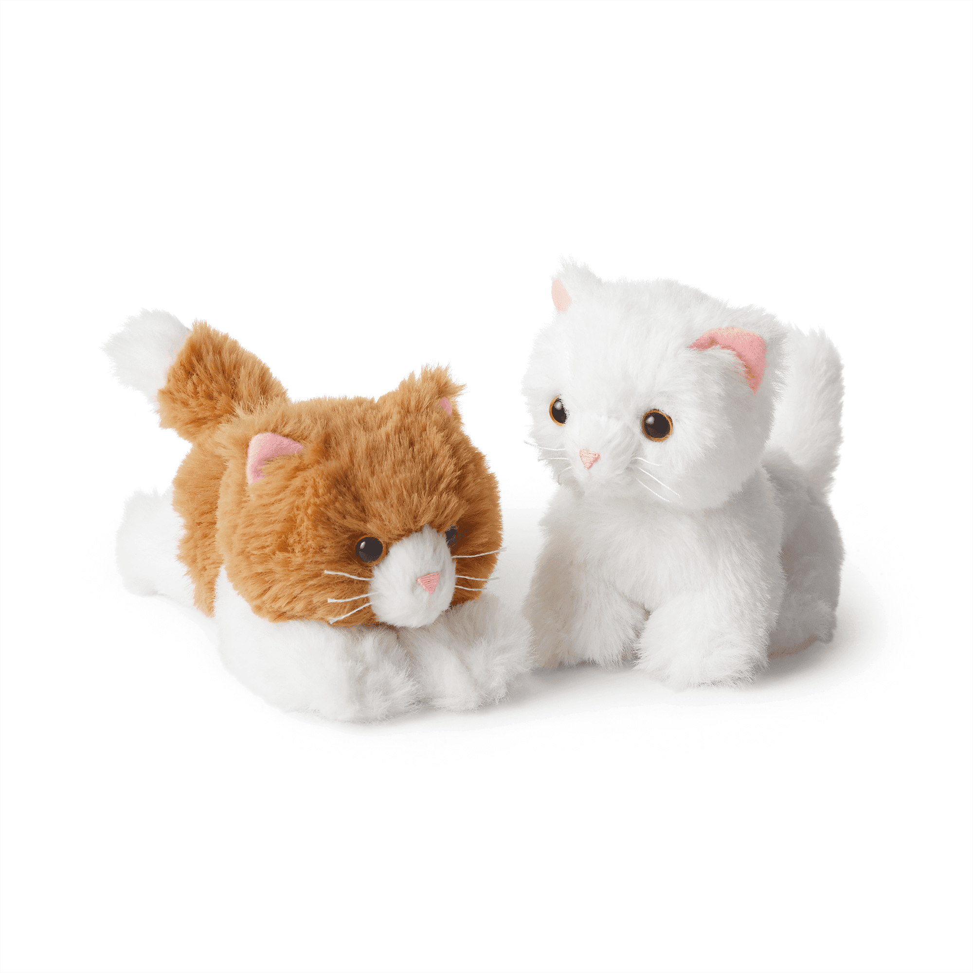 Rebecca s Kittens